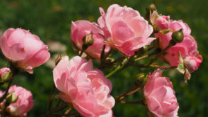 Dal 17 al 19 aprile nel parco ottocentesco di Villa Mimbelli: Harborea, Festa delle piante e dei giardini d’oltremare